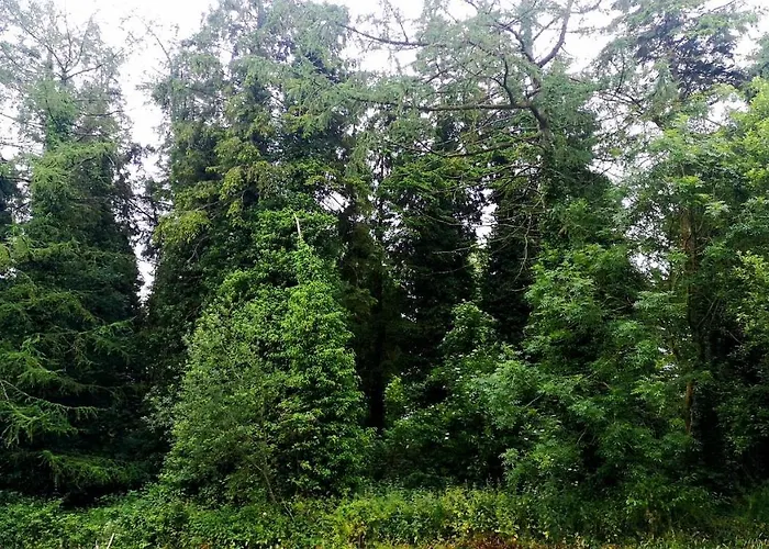 The Water Fort Garden Kingscourt